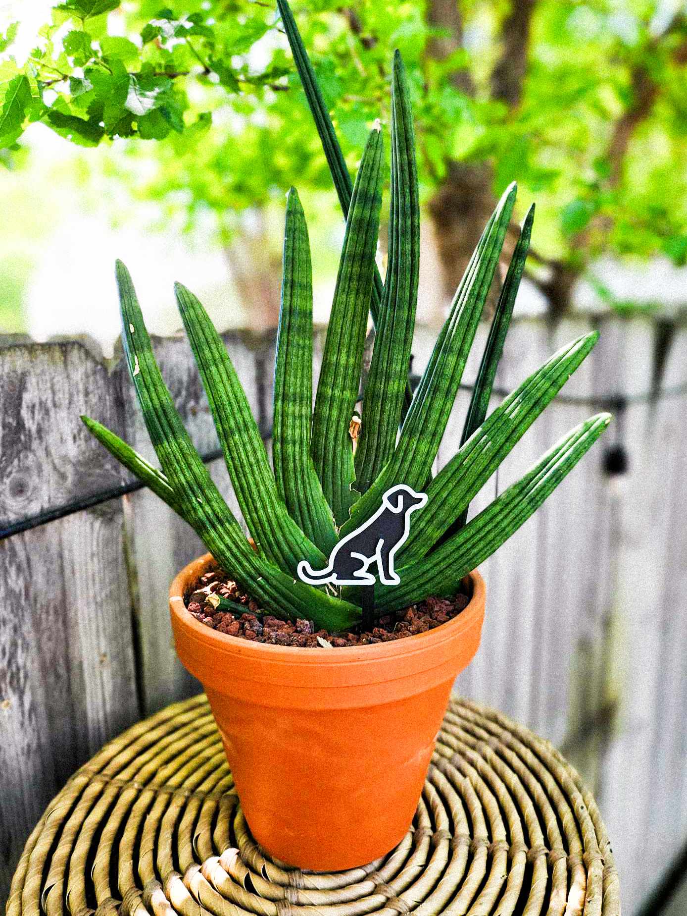 Dog Plant Marker